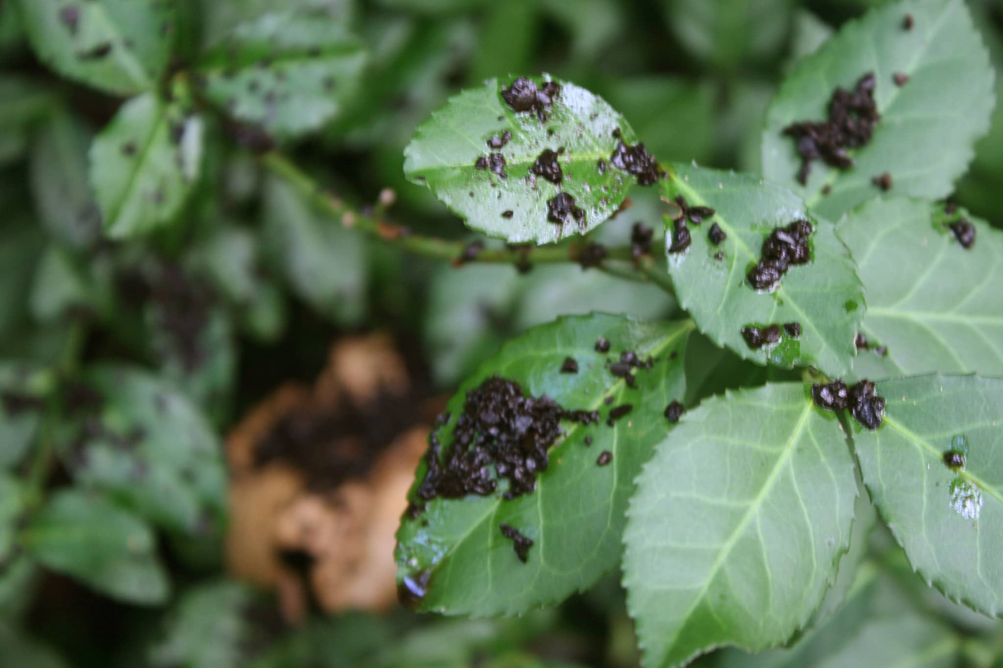 close up of leaves with dirt on them