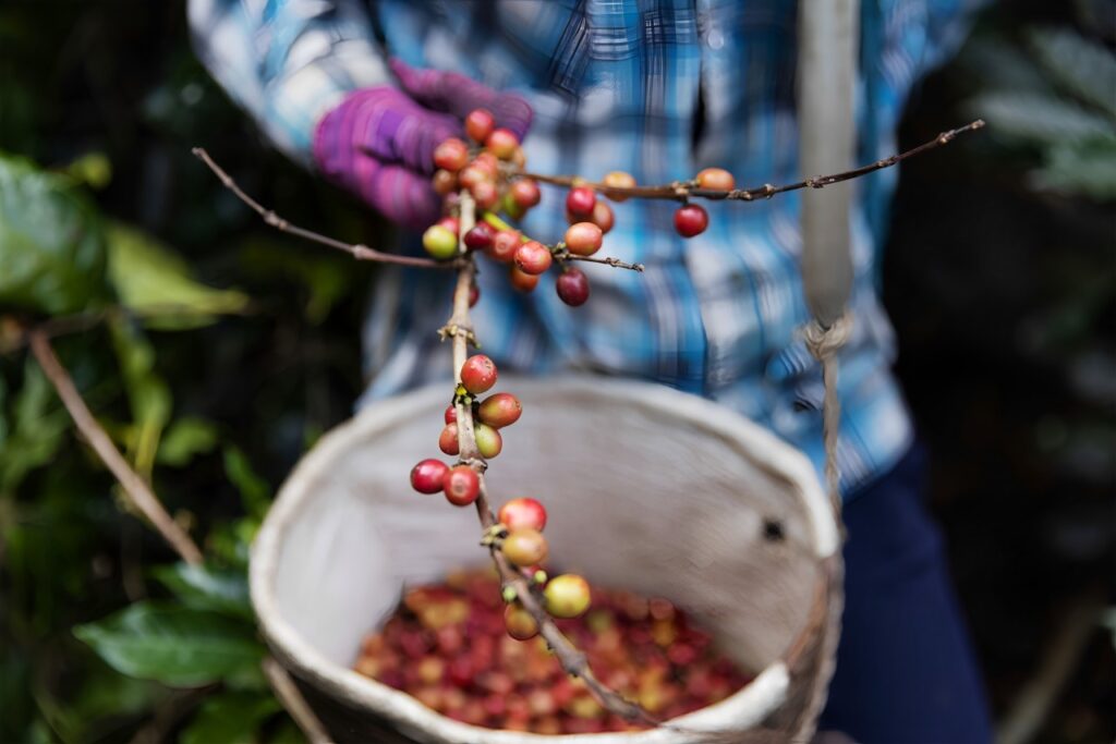 impact of Altitude in coffee Growth