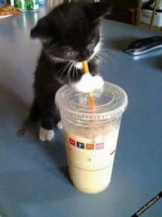 cat drinking dunkin iced coffee